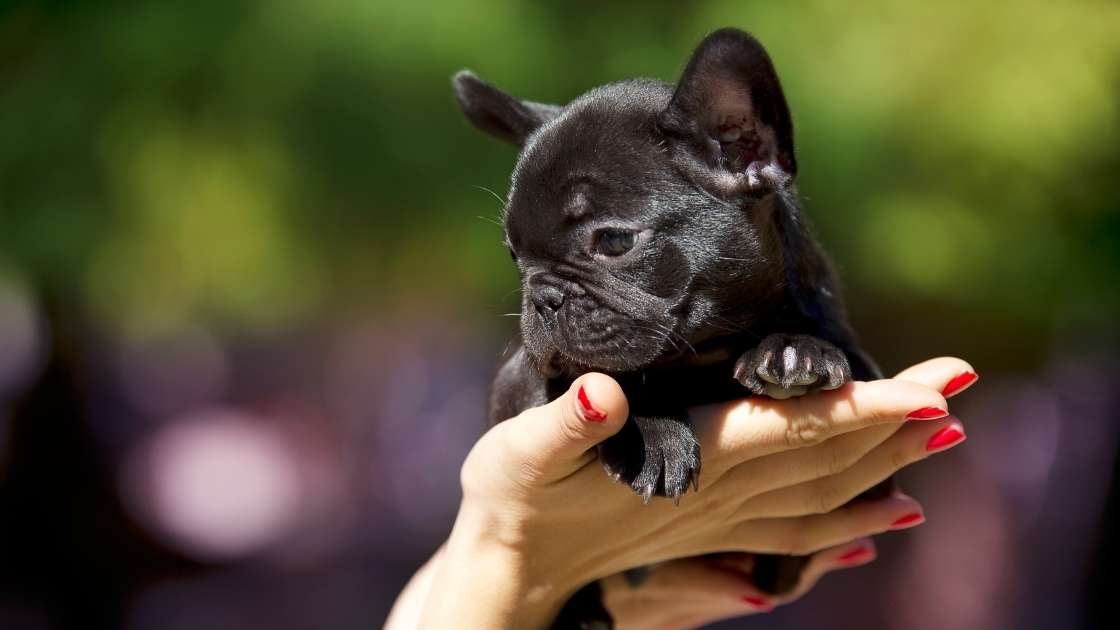 French Bulldog Puppy